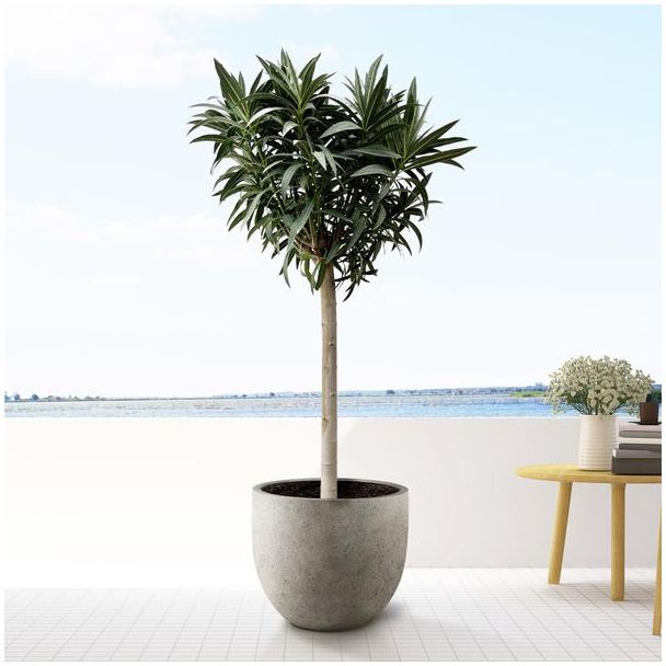 Rote Blüten Oleander auf Stamm ca. 170 cm hoch und Topf von 40 cm