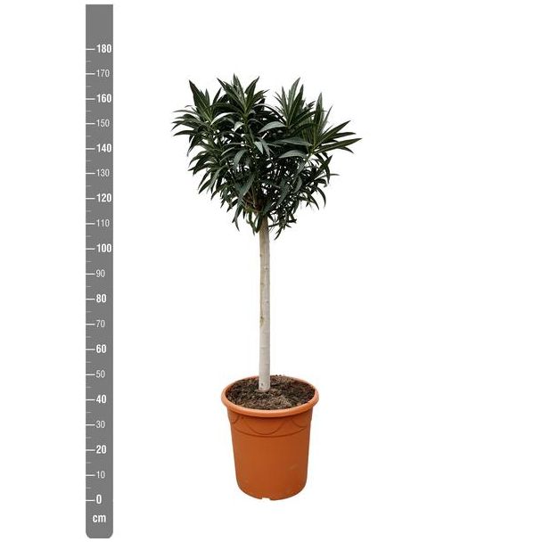 Oleanderbaum mit weißen Blüten, 200 cm hoch, Außenpflanze