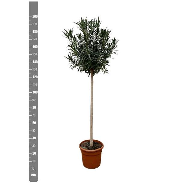 Weißblühender Oleander auf Stamm, 170 cm hoch - Ø40 cm