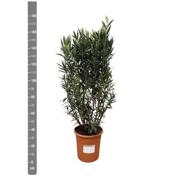 Oleanderstrauch mit verschiedenen Blüten, ca. 180 cm hoch