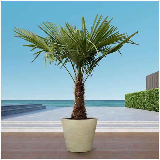 Chinesische Windmühlenpalme, Trachycarpus, 220 - 240 cm - Ø45