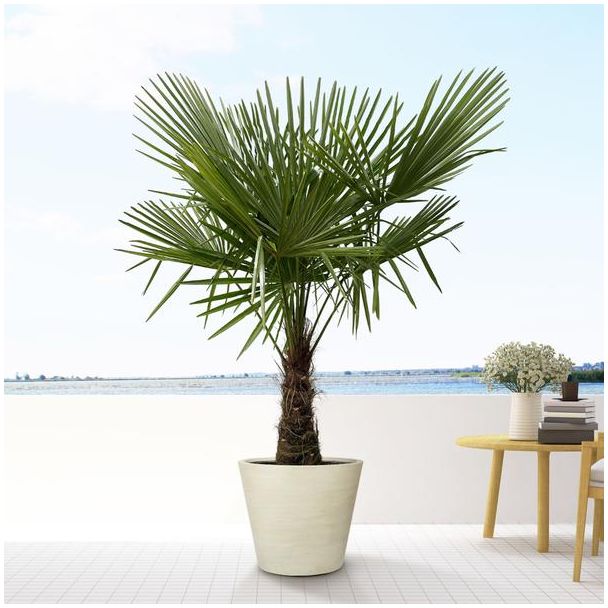 Trachycarpus, winterharte Palmen, Chinesische Windmühlenpalme, 160-180cm - Ø30