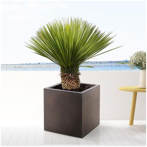 Blaue Bechergabel-Yucca außen, ca. 110 cm hoch, Wüstenatmosphäre