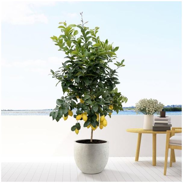 Zitronenbaum, Citrus Lemon - 200cm - ø40 für Innen- und Außenräume, Calamondin, 200cm - ø40