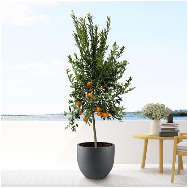 Calamondinbaum für drinnen und draußen 200 cm hoch, Mandarinenbaum