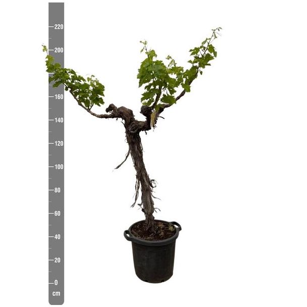 Verzweigter Weinbaum (Vitis vinifera), ca. 220 cm hoch