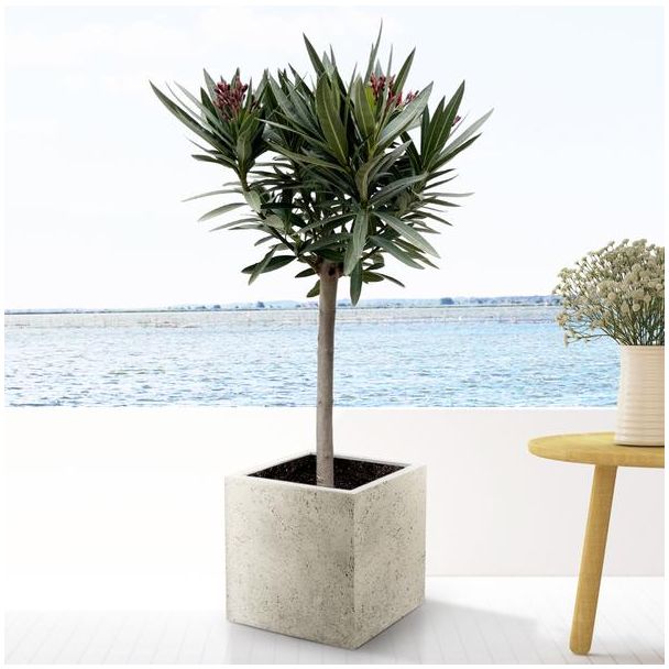 Oleander mit roten Blüten, ca. 90 cm hoch, immergrüner Strauch