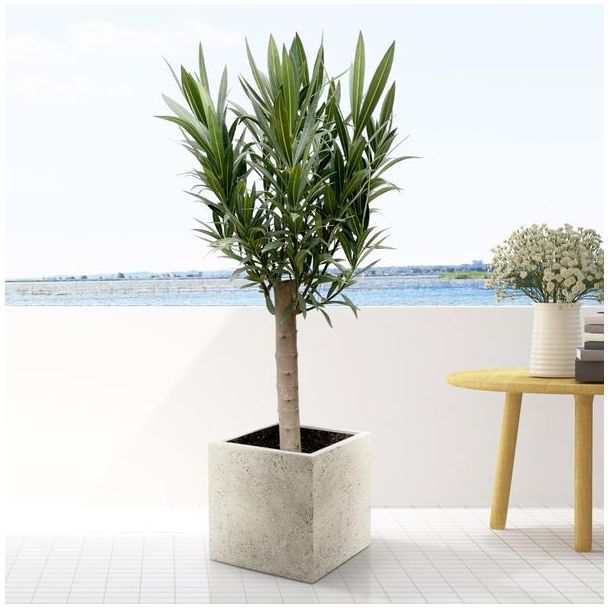 Oleanderbaum mit weißen Blüten 110 cm