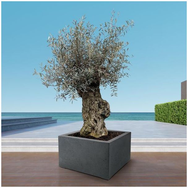 Miniaturversion des Olivenbaums für drinnen und draußen, 250 cm hoch, Olea Europaea Bonsai - Ø65