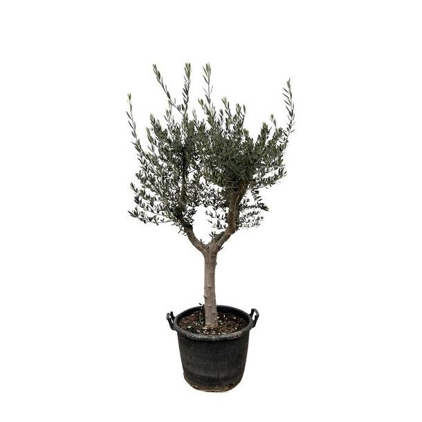 210 cm hoher Olivenbaum Cultivo mit schlankem Stamm, Topfgröße 45 cm majestätische Sorte des Olivenbaums (Olea europaea Cultivo)