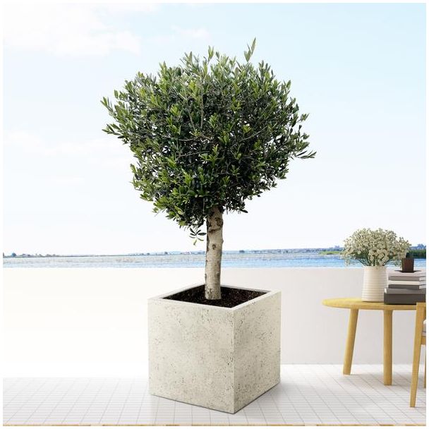 Olivenbaum (Olea europaea), 180 cm hoch - Topfgröße Ø50