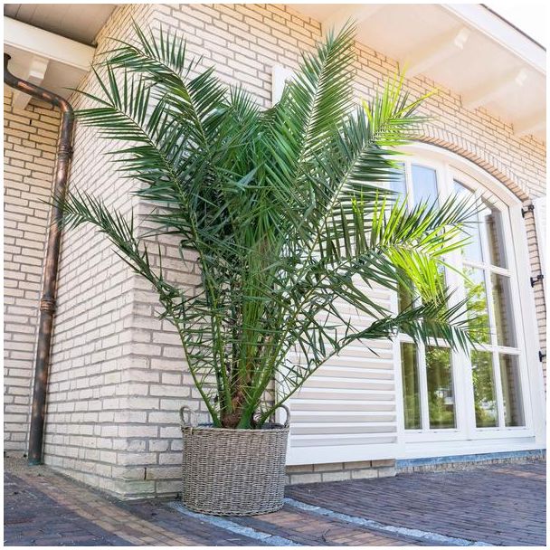 Kanaren-Dattelpalme, etwa 300 cm hoch, tropische Außenpflanze, ø35 cm