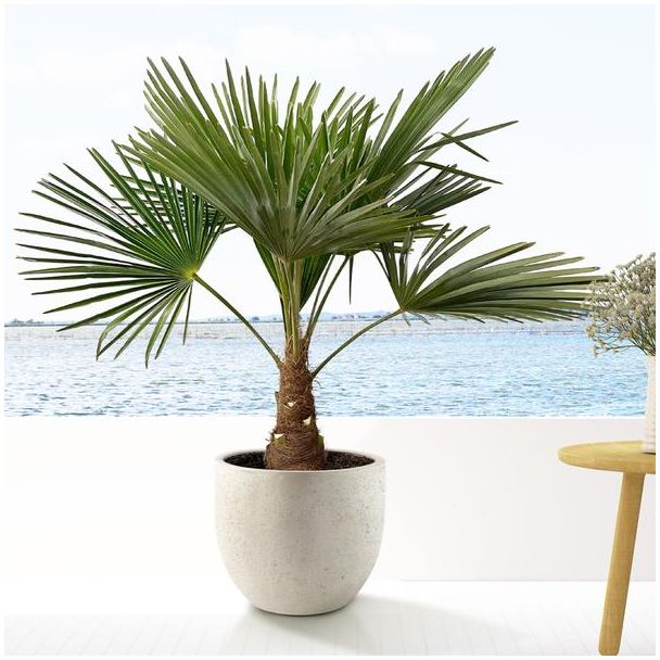 Chinesische Windmühlenpalme (Trachycarpus), etwa 90 cm hoch