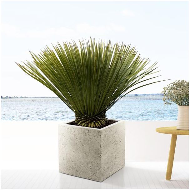 Schnabel-Yucca 90 cm hoch, winterharte Pflanze