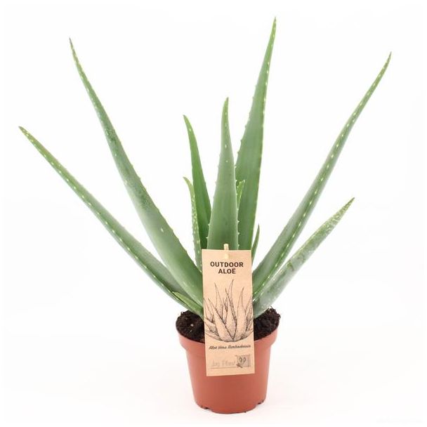 Aloe Vera, Ø14cm - ↕45cm, Grüne Pflanze, OUTDOOR, Medizinische Eigenschaften