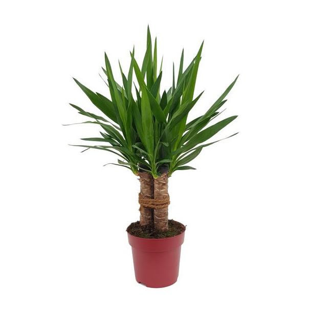 Starrer Yucca für verschiedene Innenräume - 70 cm hoch - ausgezeichnete Pflanze für Büros und Zuhause