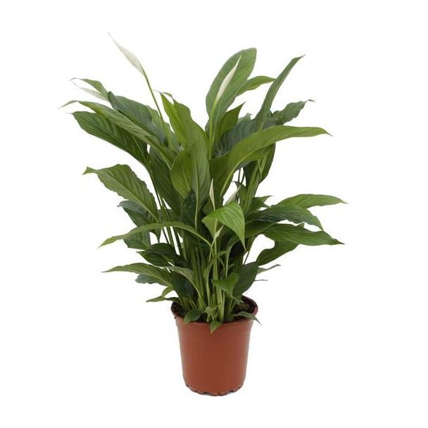 Der Löffelpflanze oder Die Friedenslilie, Bekannt für ihre weißen Blüten, Spathiphyllum Torelli - Ø17cm - ↕65cm