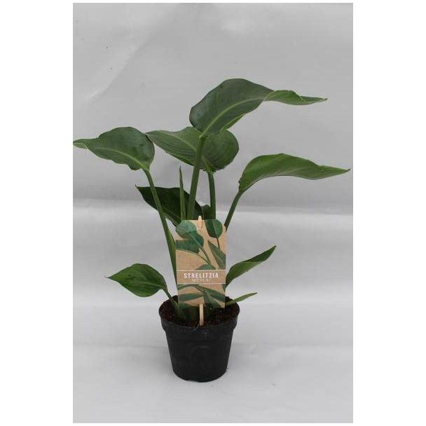 Weiße Paradiesvogelblume, Tropische Grüne Pflanze, Strelitzia Nicolai, Ø13cm - ↕35cm
