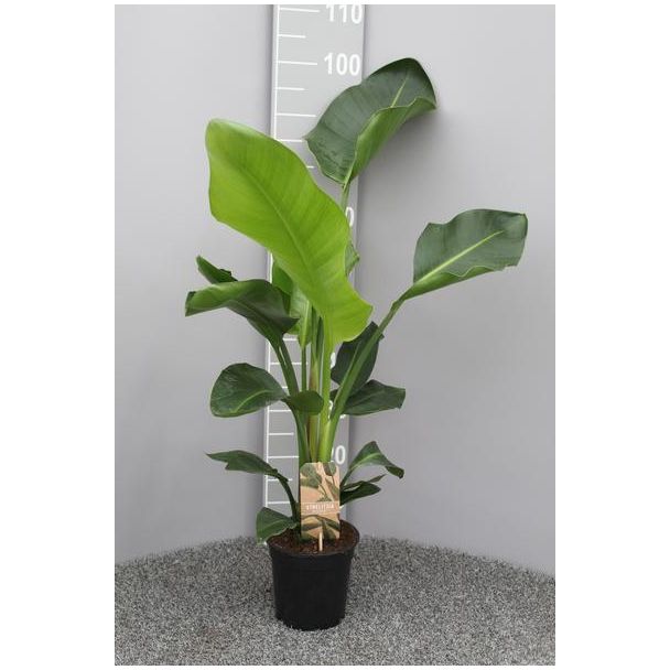 Weiße Paradiesvogelblume, Tropische Grünpflanze, Strelitzia Nicolai, Ø17cm - ↕70cm