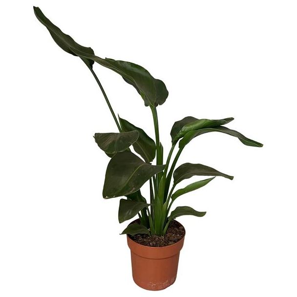 Weiße Paradiesvogelblume, Tropische Grüne Pflanze, Strelitzia Nicolai, Ø17cm - ↕65cm