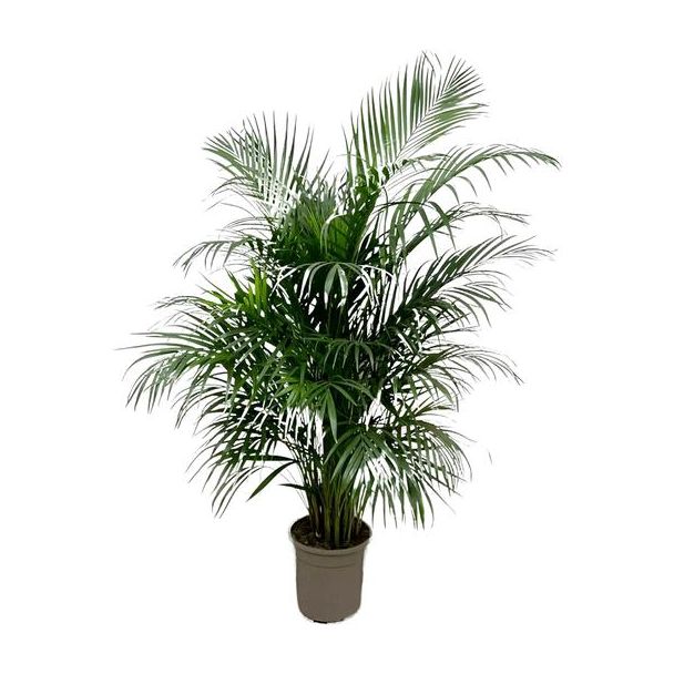 Immergrüne Ficus Zimmerpflanze | Zimmerpflanze 1,5 m hohe Dypsis lutescens, ø24