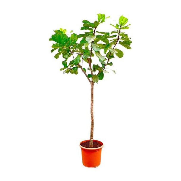 Geigenfeige XXXL, Tropische Zimmerpflanze, Ficus Lyrata Baum XXXL Ø55-300cm hoch