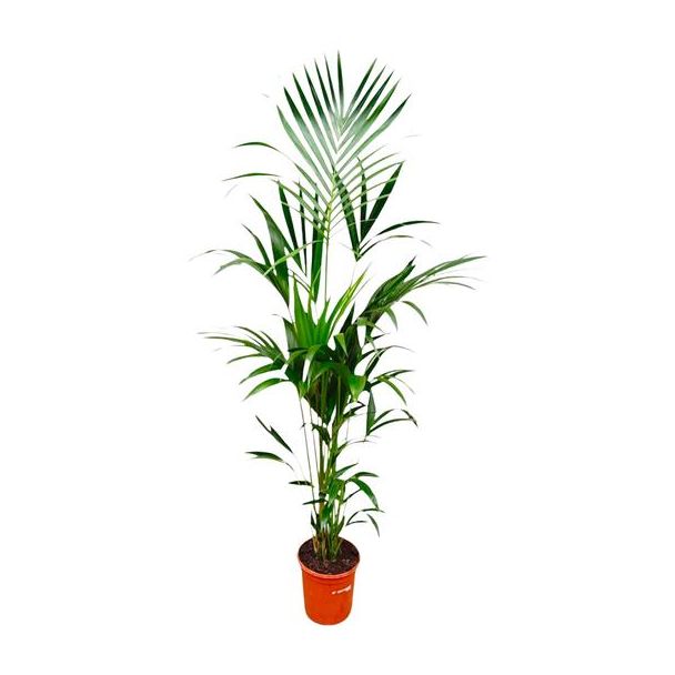 Kentia-Palme Howea forsteriana - schlanke Kentia-Palme innen elegant - 180 cm hoch - ⌀24