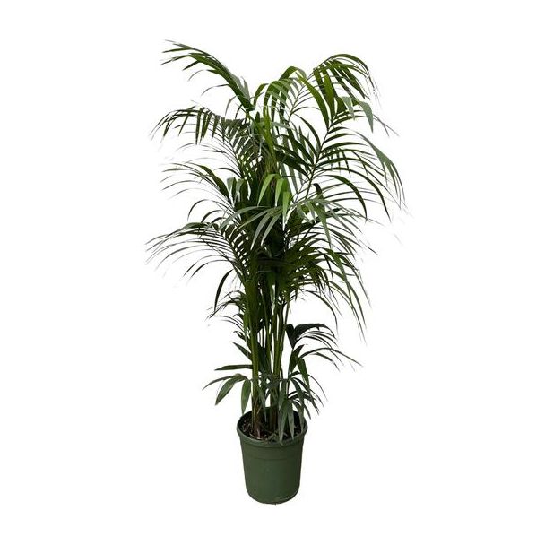 Elegante Zimmerpflanze in Dunkelgrün | Kentia-Palme Tiefgrün - 230 cm - ø38 - nicht giftig