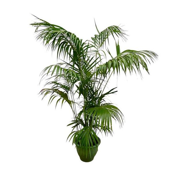 Große Kentia-Palme - Howea forsteriana auffällig - 260 cm - ø35 - Kentia-Palme XXL