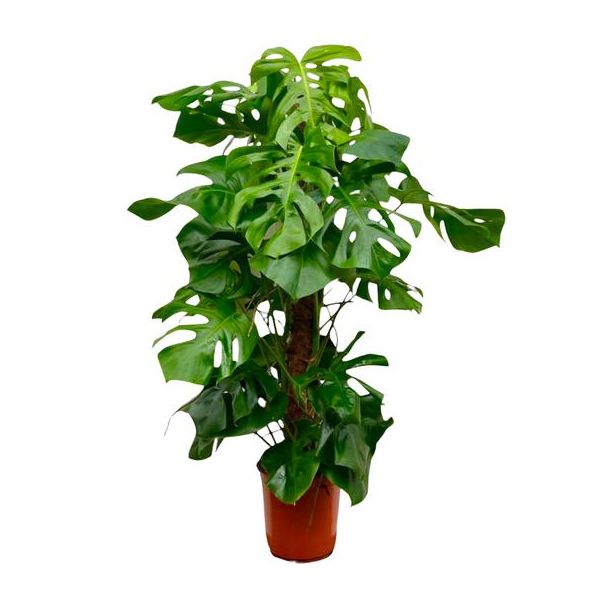 Eine XXL Fensterblattpflanze, Grüne Zimmerpflanze, Tropisch, Monstera Deliciosa XXL - 150cm - ⌀27