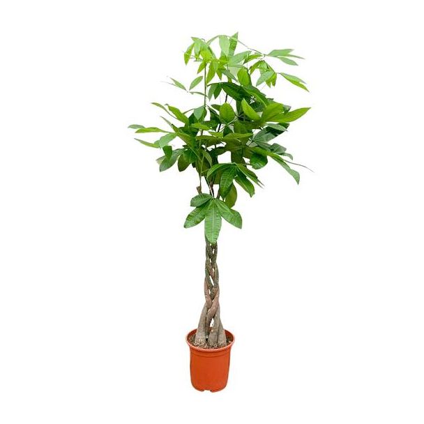 Wasserkastanienbaum im Innenbereich | Einfache Pflanze mit geflochtenem Stamm - 160 cm hoch - ø27 - Immergrüne Pachira Aquatica