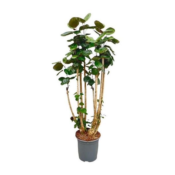 Große Variante Polyscias scutellaria (Polyscias Fabian) | Gute Luftreiniger für Innenräume - 160 cm hoch - ⌀30