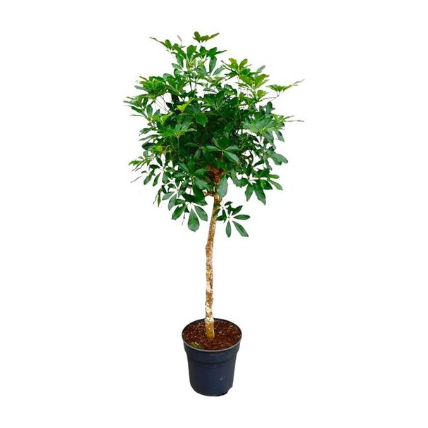 Fingerbaum mit schlankem Stamm | 180 cm hohe Schefflera auf Stamm | Attraktive Zimmerpflanze