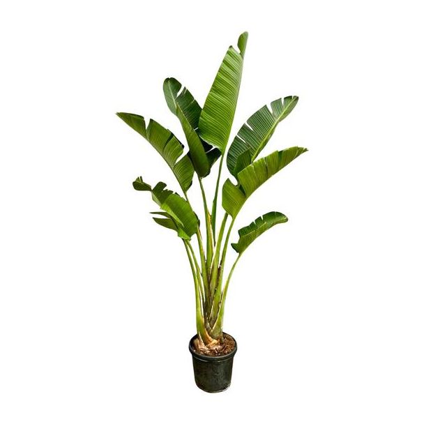 Große Zimmerpflanze Strelitzia Augusta | Exotische Zimmerpflanze von bis zu 2,5 Metern Höhe - ⌀45 cm