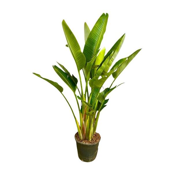 Strelitzia Augusta mehrstämmig XXL - 225 cm - ø40