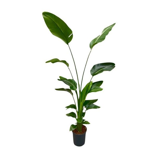 Strelitzia - Luftreinigende Pflanze Strelitzia Nicolai - 170 cm - ⌀21