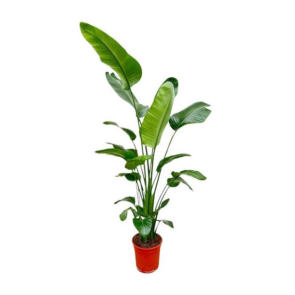 Strelitzia Nicolai 200 cm - Große Zimmerpflanze - Stark luftreinigende Pflanze für diverse Räume