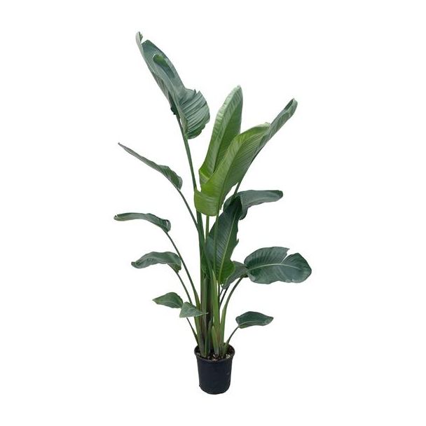Strelitzia Nicolai XXL 225 cm - Eindrucksvolle Zimmerpflanze mit großen Blättern - ø27