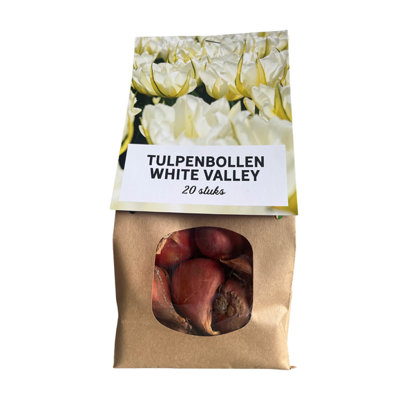 20x Weiße Valley Tulpenzwiebeln - Blumenzwiebeln - Tulpen - Weiß