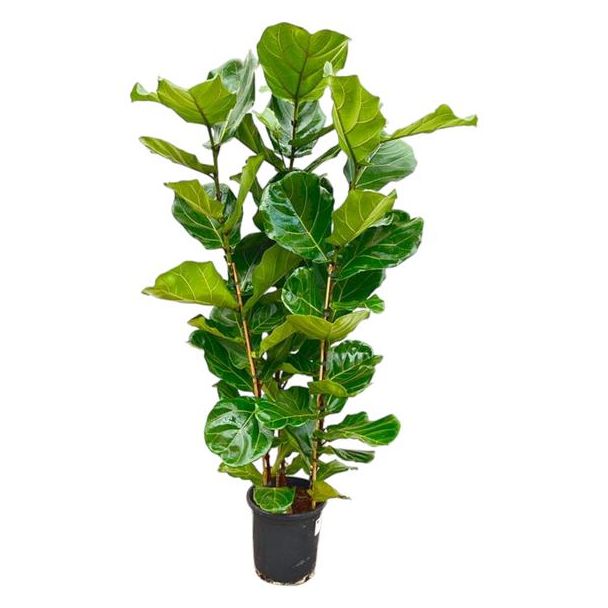 Ficus Lyrata Zimmerpflanze – Geigenfeige Strauch – Grüne Feige – 160 cm hoch – Topfgröße Ø30