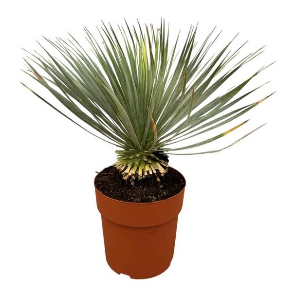 Gartenpflanze und Zimmerpflanze Yucca Rostrata - 70 cm hoch - Wüstenartige Blaubehakene Yucca
