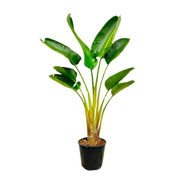 Strelitzie Augusta Veredelte Zimmerpflanze - 160 cm - Ø28 cm