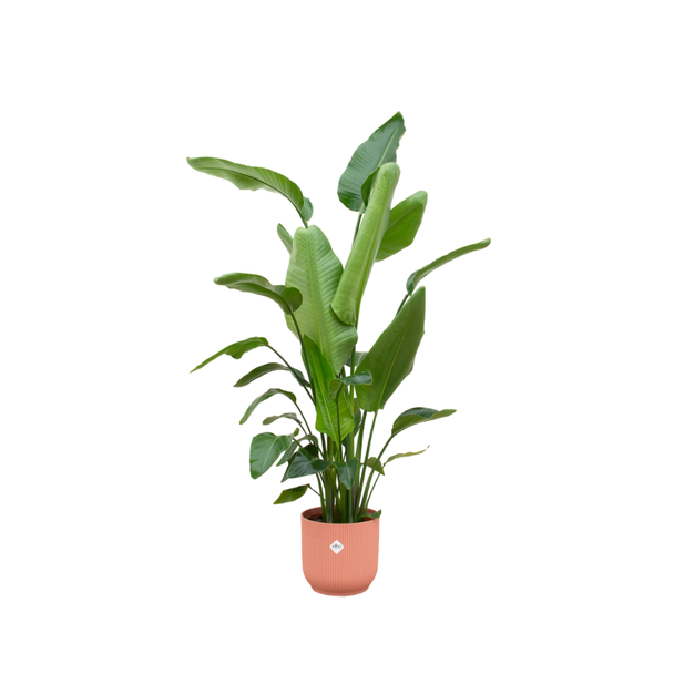 Beruhigende Pflanze für Innenräume Strelitzia Nicolai - 180 cm hoch - mit rosa Topf