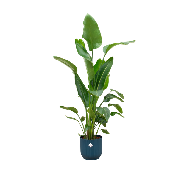 Kombination aus Zimmerpflanze Strelitzia Nicolai und blauer Topf - 180 cm hoch - Ø30
