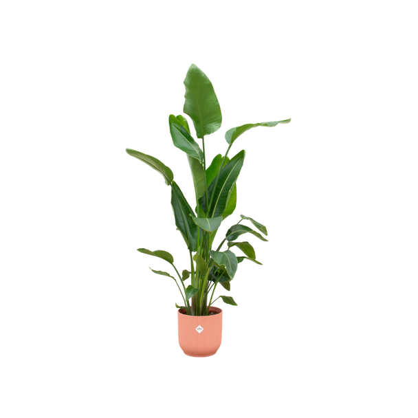 Set mit rosa Topf und Weißer Paradiesvogelblume - 160 cm Zimmerpflanze - pflegeleicht
