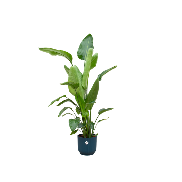 Weißer Paradiesvogel mit elho Vibes Fold Round blau Ø30 - 160 cm hoch