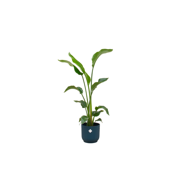 Kombination Strelitzia Nicolai und blaue Pflanze - ca. 100 cm hoch - Ø22 - Luftreinigende Zimmerpflanze