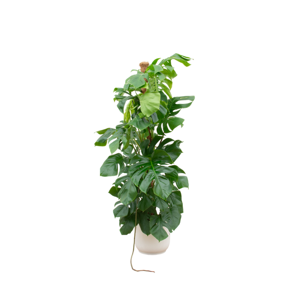 Klimpflanze Monstera Pertusum XL in weißem Topf - große Variante der Fensterblattpflanze - 150 cm hoch - Ø30