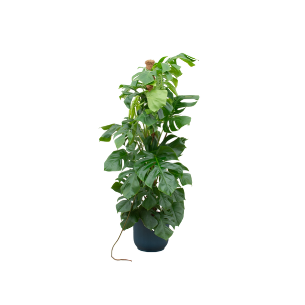 Große Variante der Monstera Pertusum in blauer Töpfe Ø30 - etwa 150 cm hoch