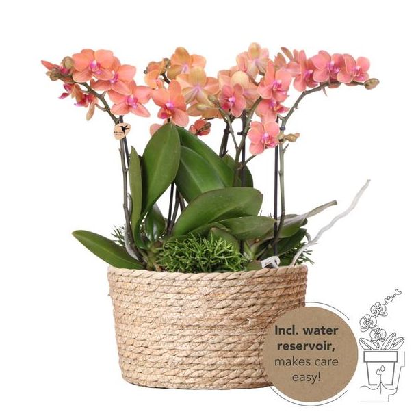 Echte Blickfänger, Orange Orchideen Bolzano Pflanzen-Set in Korb, Geschenkidee, Schmetterlingsorchidee